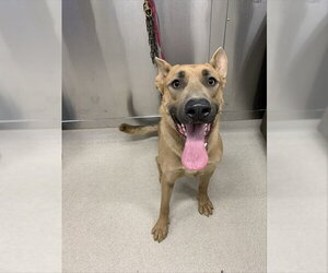 German Shepherd Dog-Unknown Mix Dogs for adoption in Fairbanks, AK, USA