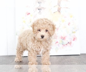 Poodle (Toy) Puppy for sale in BEL AIR, MD, USA