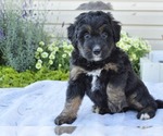 Small #6 Bernedoodle (Miniature)