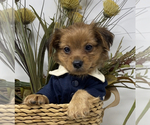 Puppy 3 YorkiePoo