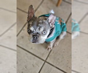 Wyatt (Special Needs) - Male French Bulldog Dog for Adoption - Photo #5