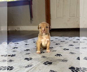 American Bully Puppy for sale in MAPLE HEIGHTS, OH, USA