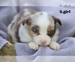 Miniature Australian Shepherd Puppy for sale in MANTACHIE, MS, USA