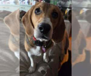 Beagle Dogs for adoption in Crystal, MN, USA