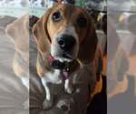 Small Beagle