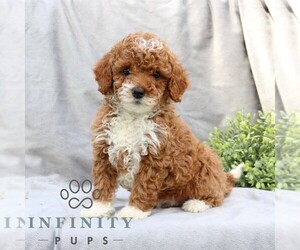 Poodle (Miniature) Puppy for sale in EPHRATA, PA, USA