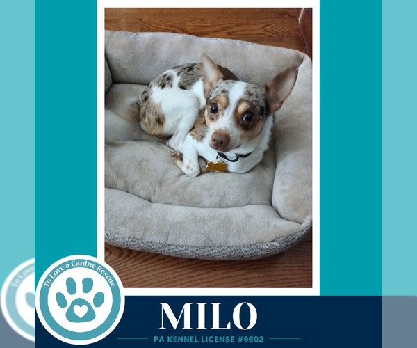 Medium Photo #2 Chihuahua Puppy For Sale in Kimberton, PA, USA