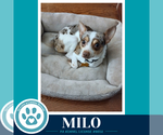 Small #1 Chihuahua