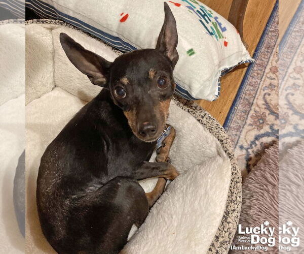 Medium Photo #8 Miniature Pinscher-Unknown Mix Puppy For Sale in Washington, DC, USA