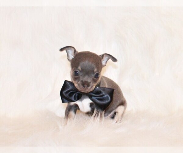 Medium Photo #50 Chihuahua Puppy For Sale in CHARLESTON, AR, USA