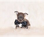 Small Photo #50 Chihuahua Puppy For Sale in CHARLESTON, AR, USA