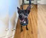 Small #6 Australian Kelpie Mix