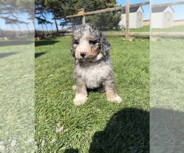 Medium Photo #13 Bernedoodle Puppy For Sale in CENTURIA, WI, USA