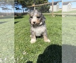 Small #12 Bernedoodle
