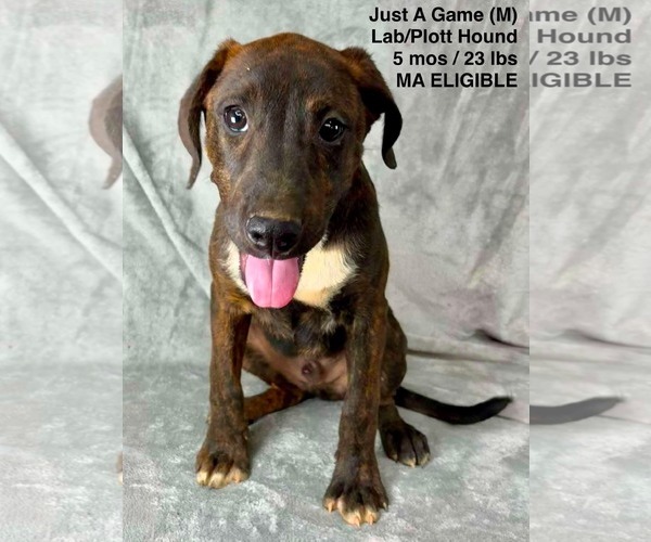 Medium Photo #6 Labrador Retriever-Plott Hound Mix Puppy For Sale in pomfret, CT, USA