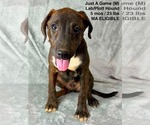 Small #5 Labrador Retriever-Plott Hound Mix