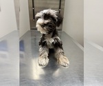 Puppy Puppy 4 Schnauzer (Miniature)