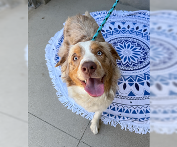 Medium Photo #2 Australian Shepherd Puppy For Sale in Newport Beach, CA, USA