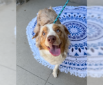 Small #1 Australian Shepherd