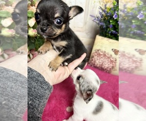 Chihuahua Puppy for sale in TRACY, CA, USA