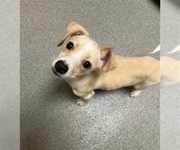 Medium Photo #1 Beagle-Unknown Mix Puppy For Sale in Denver, CO, USA