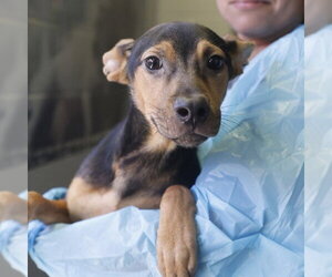 American Staffordshire Terrier-Unknown Mix Dogs for adoption in San Antonio, TX, USA