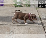 Small Photo #3 American Bully Puppy For Sale in COUNTRY CLUB HILLS, MO, USA