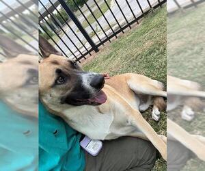 German Shepherd Dog-Unknown Mix Dogs for adoption in Temple, TX, USA