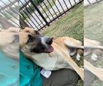 Small German Shepherd Dog Mix