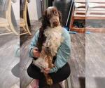 Small Photo #1 English Springer Spaniel Puppy For Sale in BUFFALO, MO, USA