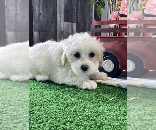 Medium Photo #2 Biton Puppy For Sale in CANOGA, NY, USA