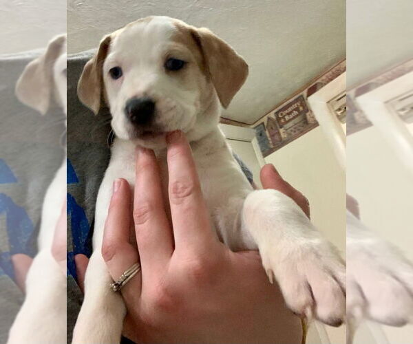 Medium Photo #2 American Foxhound-Catahoula Leopard Dog Mix Puppy For Sale in Aurora, IN, USA