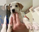 Small #1 American Foxhound-Catahoula Leopard Dog Mix
