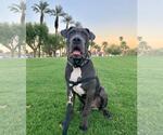 Small #3 Neapolitan Mastiff