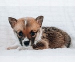 Small Photo #11 Pembroke Welsh Corgi Puppy For Sale in SAN FRANCISCO, CA, USA