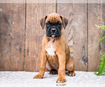 Puppy Denver Boxer