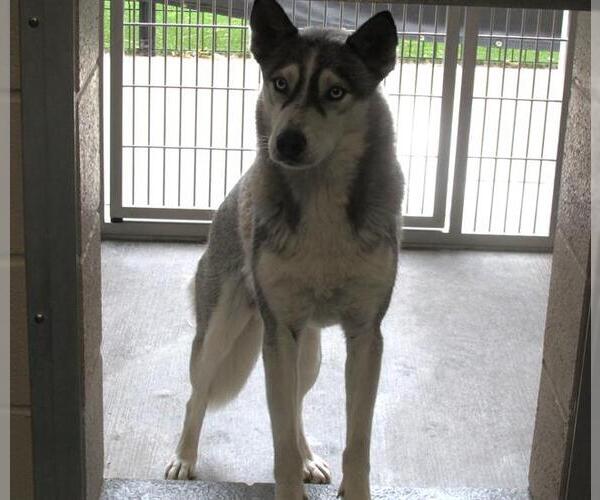 Medium Photo #1 Siberian Husky Puppy For Sale in Orange, CA, USA