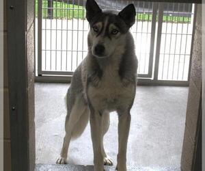 Siberian Husky Dogs for adoption in Orange, CA, USA