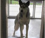 Small Siberian Husky