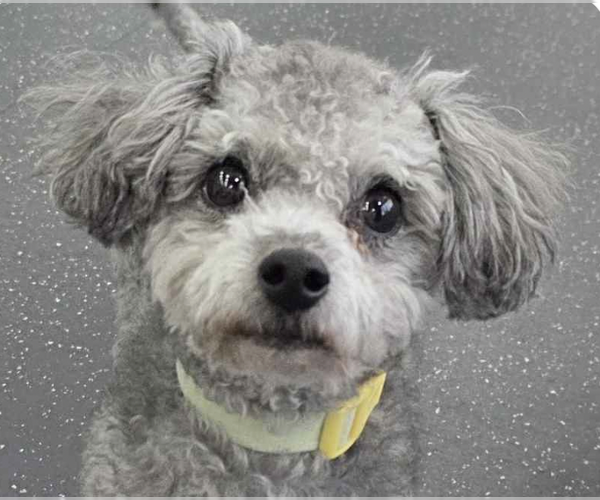 Medium Photo #1 Poodle (Miniature) Puppy For Sale in San Ramon, CA, USA