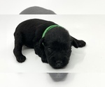 Small Photo #6 Schnauzer (Miniature) Puppy For Sale in WINTERVILLE, GA, USA