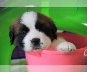 Saint Bernard Puppy for sale in MOUNT CLEMENS, MI, USA