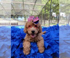 Goldendoodle Puppy for sale in KISSIMMEE, FL, USA