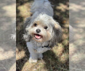 Maltese-Unknown Mix Dogs for adoption in Phoenix, AZ, USA