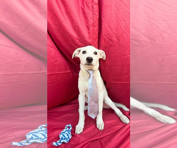 Medium Photo #2 Labrador Retriever-Unknown Mix Puppy For Sale in NYC, NY, USA