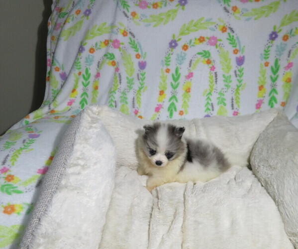 Medium Photo #2 Pomeranian Puppy For Sale in COOKEVILLE, TN, USA