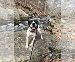 Cooper Lizman - Male Pointer-Unknown Mix Dog for Adoption - Photo #11