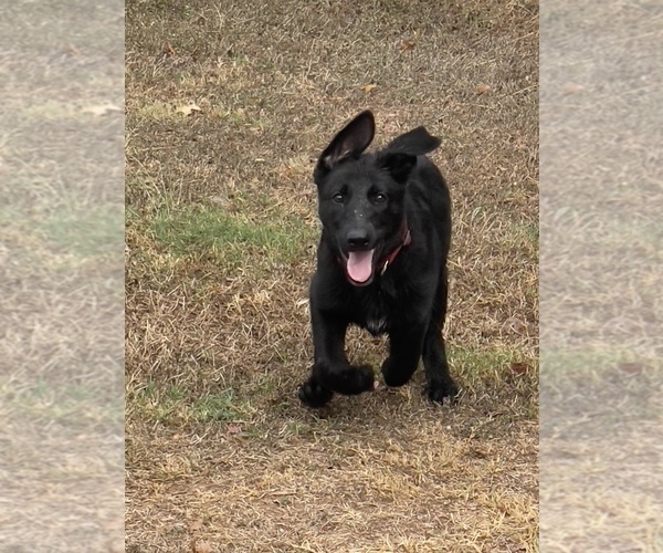 Medium Photo #1 German Shepherd Dog Puppy For Sale in WACO, TX, USA