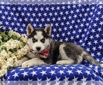 Small Photo #6 Siberian Husky Puppy For Sale in QUARRYVILLE, PA, USA