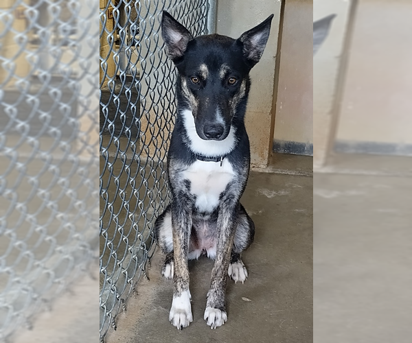 Medium Photo #1 Australian Shepherd-German Shepherd Dog Mix Puppy For Sale in Amarillo, TX, USA